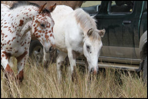 Australian foals